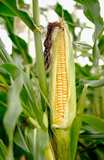 Freshness Collection: Sweetcorn, close up