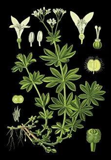 Medicinal and Herbal Plant Illustrations Collection: sweetscented bedstraw, woodruff, sweet woodruff