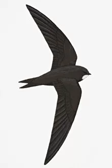 Head Gallery: Swift (Apus apus), adult