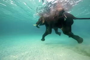 Images Dated 28th January 2010: Swimming Elephant