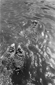 Washing Prints: Swimming Sheep