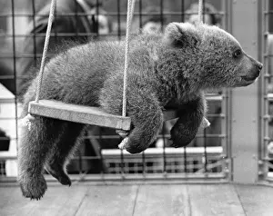 Royalty Black Prints: Swinging Bear