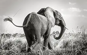 Swinging Tail of African Elephant Along Zambezi River
