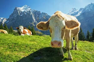 Images Dated 3rd October 2016: Swiss Cow