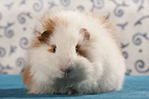 Turquoise Colored Collection: Swiss Teddy guinea pig, pedigree guinea pig
