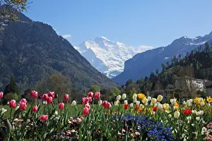 Bern Prints: Switzerland, Interlaken