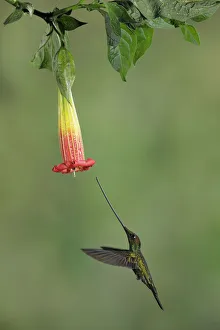 Images Dated 27th August 2018: Sword-billed Hummingbird