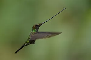 Images Dated 7th June 2017: Sword-billed Hummingbird