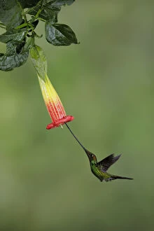 Images Dated 7th November 2017: Sword-billed Hummingbird