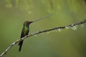 Images Dated 4th April 2017: Sword-billed hummingbird (Ensifera ensifera)