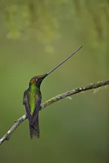 Images Dated 4th April 2017: Sword-billed hummingbird (Ensifera ensifera)