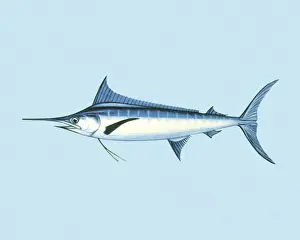 Ilustration Prints: Swordfish