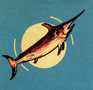 4 21 16 Heimann Prints: Swordfish