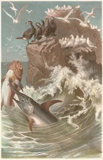 Rock Face Gallery: Swordfish (Xiphias gladius) at hunting, lithograph, published in 1884