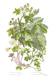Images Dated 22nd June 2015: Sycamore, Acer and Wood Sorrel Victorian Botanical Illustration