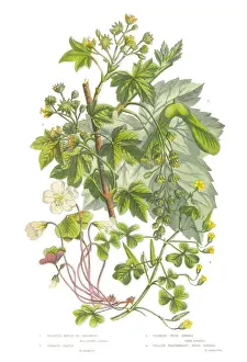 The Flowering Plants And Ferns Of Great Britain Prints: Sycamore, Acer and Wood Sorrel Victorian Botanical Illustration