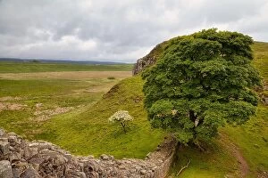 No One Collection: Sycamore Gap, Hadrian's Wall, UNESCO World Heritage Site, Henshaw, Hexham, Northumberland