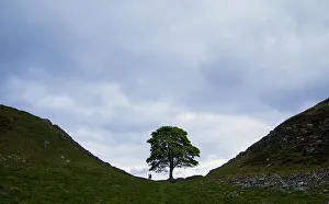 Images Dated 19th May 2016: Sycamore gap, iconic place along Hadrians wall, England