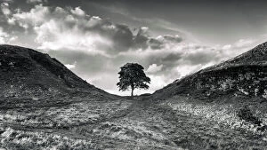 Beautiful Landscapes by George Johnson Gallery: Sycamore Gap Tree