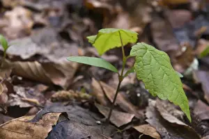 Maples Prints: Sycamore Maple (Acer pseudoplatanus) seedling with the first leaves