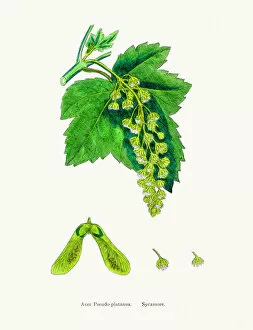 English Botany, or Coloured figures of British Plants Collection: Sycamore tree branch