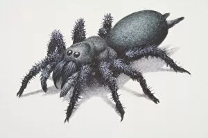 Arthropoda Gallery: Sydney Funnel-web Spider (atrax robustus)