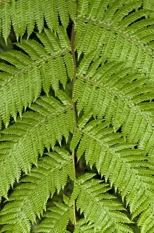 Images Dated 3rd March 2012: Symmetry of a frond, Tandayapa region, Andean cloud forest, Ecuador, South America