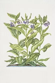 Plant Stem Gallery: Symphytum officinale, Common Comfrey, flowering plant in soil
