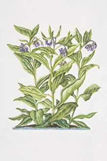 Images Dated 29th June 2006: Symphytum officinale, Common Comfrey, flowering plant in soil