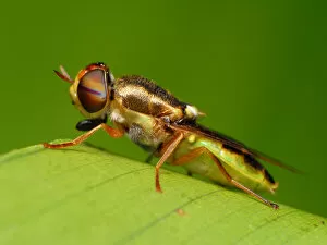 Images Dated 29th June 2011: Syrphid fly