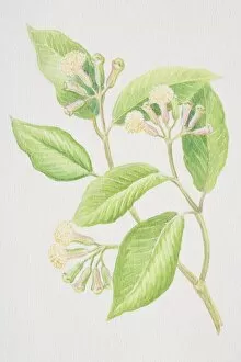 Syzygium aromaticum, Clove, sprig with flowerheads