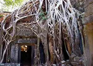 Ta Phrom temple, Angkor