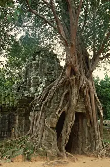 Ta Prohm, Angkor
