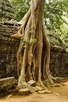 Images Dated 12th April 2014: Ta prohm temple