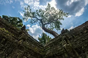 Images Dated 25th August 2014: Ta Prohm temple, Siem Reap, Cambodia