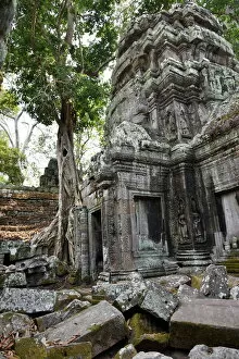 Intertwined Collection: Ta Prohm temple trees entwine Angkor Cambodia