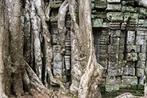 Ta Prohm temple wall overgrown with trees