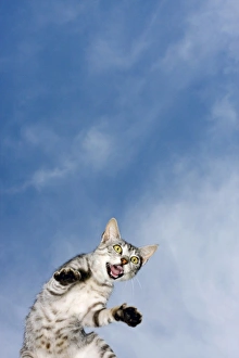 Opened Gallery: Tabby cat