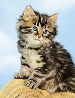 Illus Prints: Tabby Kitten