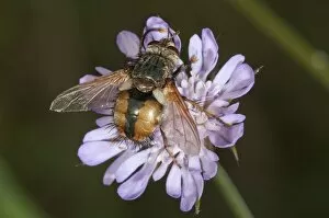 Images Dated 30th May 2012: Tachina fly -Tachina fera-, searching for nectar, Lake Kerini region, Greece, Europe