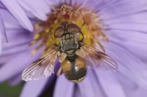 Tachinid fly -Ectophasia crassipennis-, feeding on nectar on Autumn aster -Aster sp