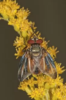 Tachinid Fly -Phasia Hemiptera- on Canadian Goldenrod -Solidago canadensis-, Untergroeningen, Baden-Wuerttemberg