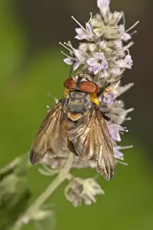 True Fly Prints: Tachinid Fly -Phasia Hemiptera- on Horse Mint -Mentha longifolia