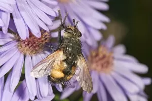 Images Dated 30th September 2011: Tachinid fly -Tachina magnicornis-, feeding on Autumn aster -Aster sp.-, Untergroeningen