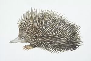 Images Dated 1st June 2006: Tachyglossus aculeautus, Short-nosed Echidna, side view