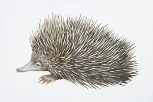 Anteater Prints: Tachyglossus aculeautus, Short-nosed Echidna, side view