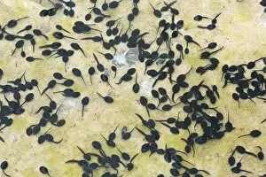 Tadpoles of the Common Toad -Bufo bufo- in a muddy puddle, Allgau, Bavaria, Germany