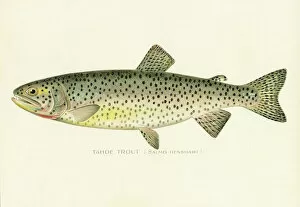 Images Dated 27th March 2017: Tahoe trout chromolithograph 1898