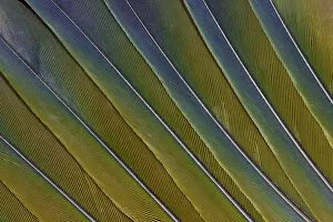 Modern Bird Feather Designs Gallery: Tail Feather Pattern & Design Sun Conure Parrot