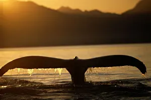 Tail of humpback whale (Megaptera novoangliae), Pt. Adolphus, Alaska